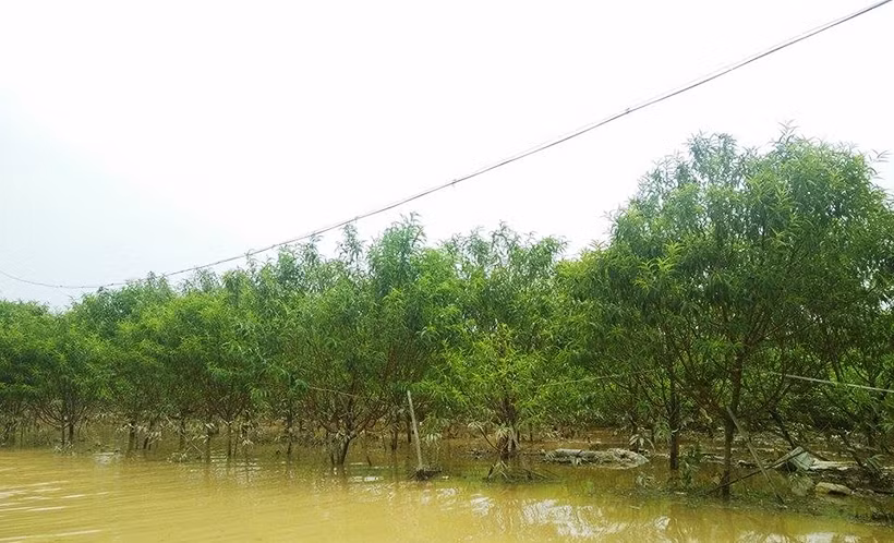 Những gốc đào Nhật Tân vẫn đang ngập sâu trong nước lũ vào trưa ngày 13/10.