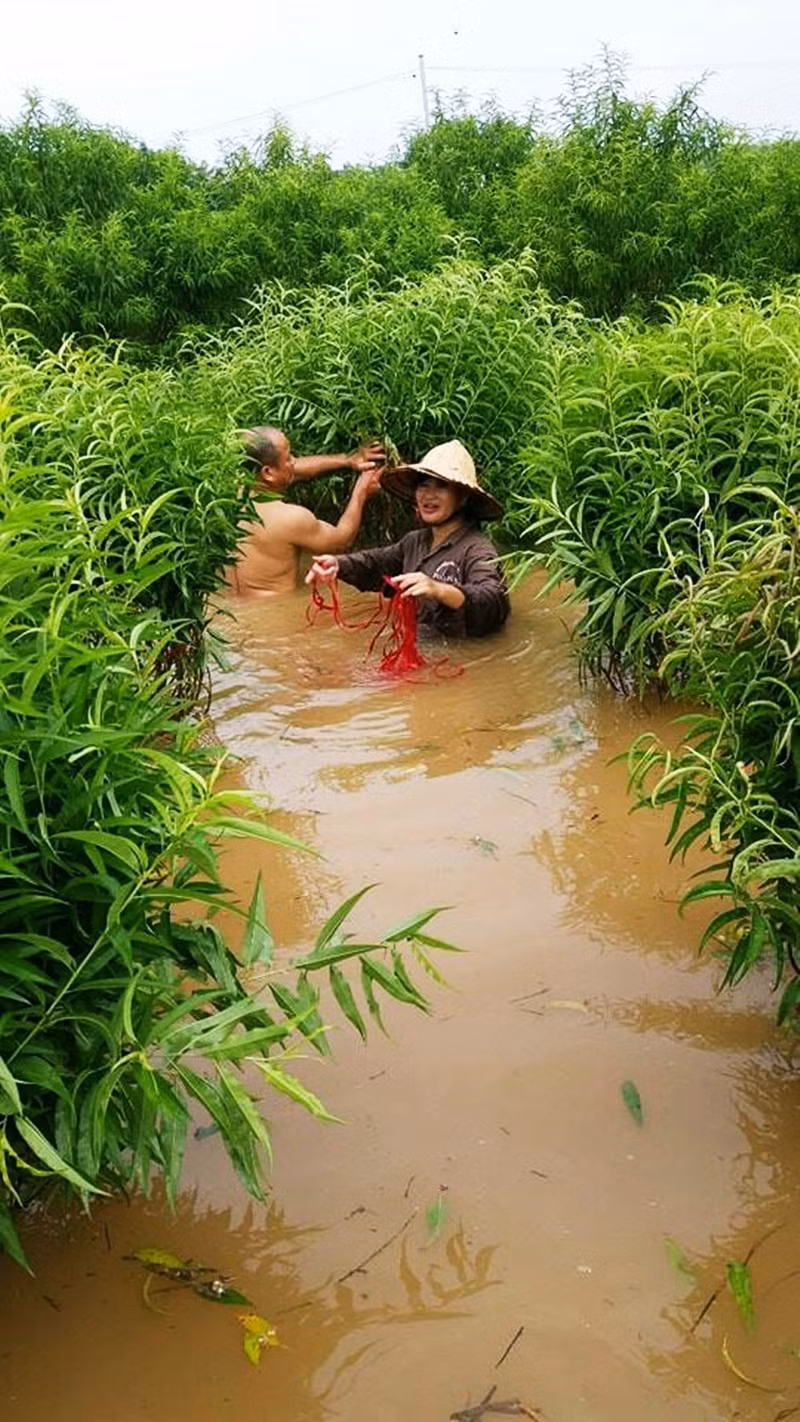 Người dân Nhật Tân phải buộc những cành đào lên khỏi mặt nước tránh cành, lá cây bị nước làm hư hỏng nhanh.