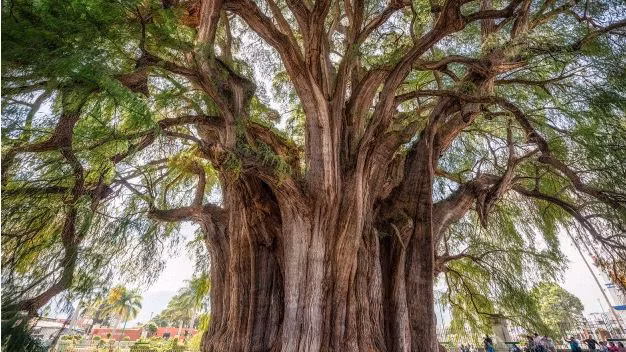 5 "siêu cây" lớn nhất Trái Đất: Một cây nặng 2.800 tấn - Hình 3 5