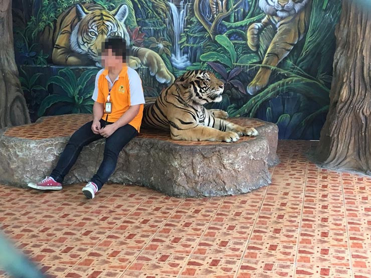 6. Không nên đến thăm những nơi có động vật hoang dã bị bắt. Ở những nơi này, động vật hoang dã bị thu mua trái phép, họ thậm chí còn loại bỏ răng và móng vuốt khách du lịch có thể tiếp cận các con vật và chụp ảnh với chúng.