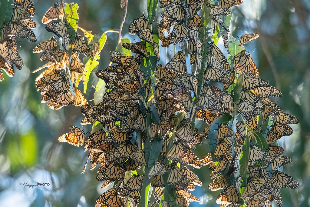 Sự di cư của loài bướm chúa (monarch butterfly) là hiện tượng hiếm thấy bậc nhất thế giới. Hàng năm, từ Bắc Mỹ, chúng bắt đầu bay hàng nghìn kilomet về phương nam để trú đông khi ngày bắt đầu ngắn dần và nhiệt độ thấp xuống. Mỗi ngày chúng bay 100-160 km và mất nhiều tháng mới đến được nơi tổ tiên của loài bướm này đã ra đi trước đây. Tại Santa Cruz (California) có một lũng nhỏ sát biển trong Natural Bridge State Park là nơi hàng nghìn con bướm chúa tụ tập mỗi khi đông về. Ảnh: Hai Nguyễn.