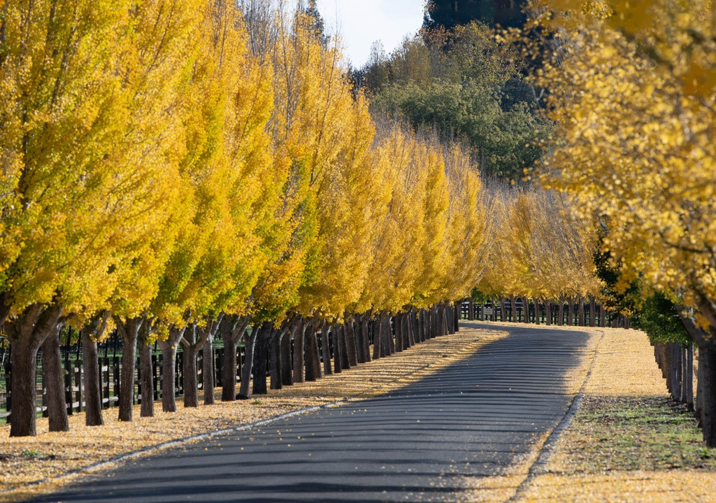 Thung lũng đặc biệt hấp dẫn mỗi khi mùa thu đến vào cuối tháng 10, khi các vườn nho trở màu lá vàng lá đỏ trên những đám cỏ xanh mướt vì mưa thu tạo nên bức tranh phong cảnh rất ngoạn mục. Ảnh: Hai Nguyễn.