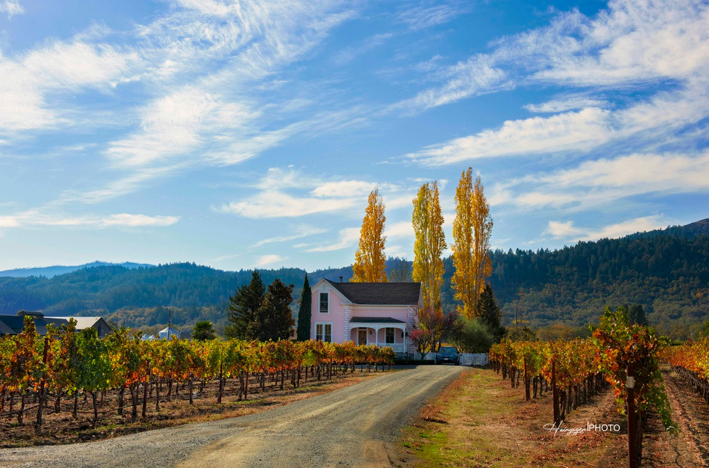 Napa là nơi sản xuất rượu vang nổi tiếng nhất của nước Mỹ, chỉ cách thành phố San Francisco có 1,5 giờ chạy xe. Ảnh: Hai Nguyễn.