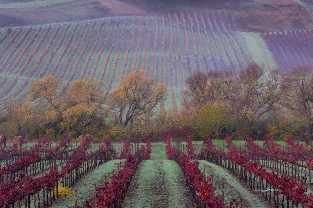 Những vườn nho thẳng tắp kéo dài hàng chục kilomet trên những ngọn đồi trong thung lũng và hàng chục xưởng rượu luôn tạo nên một sức hút đặc biệt.