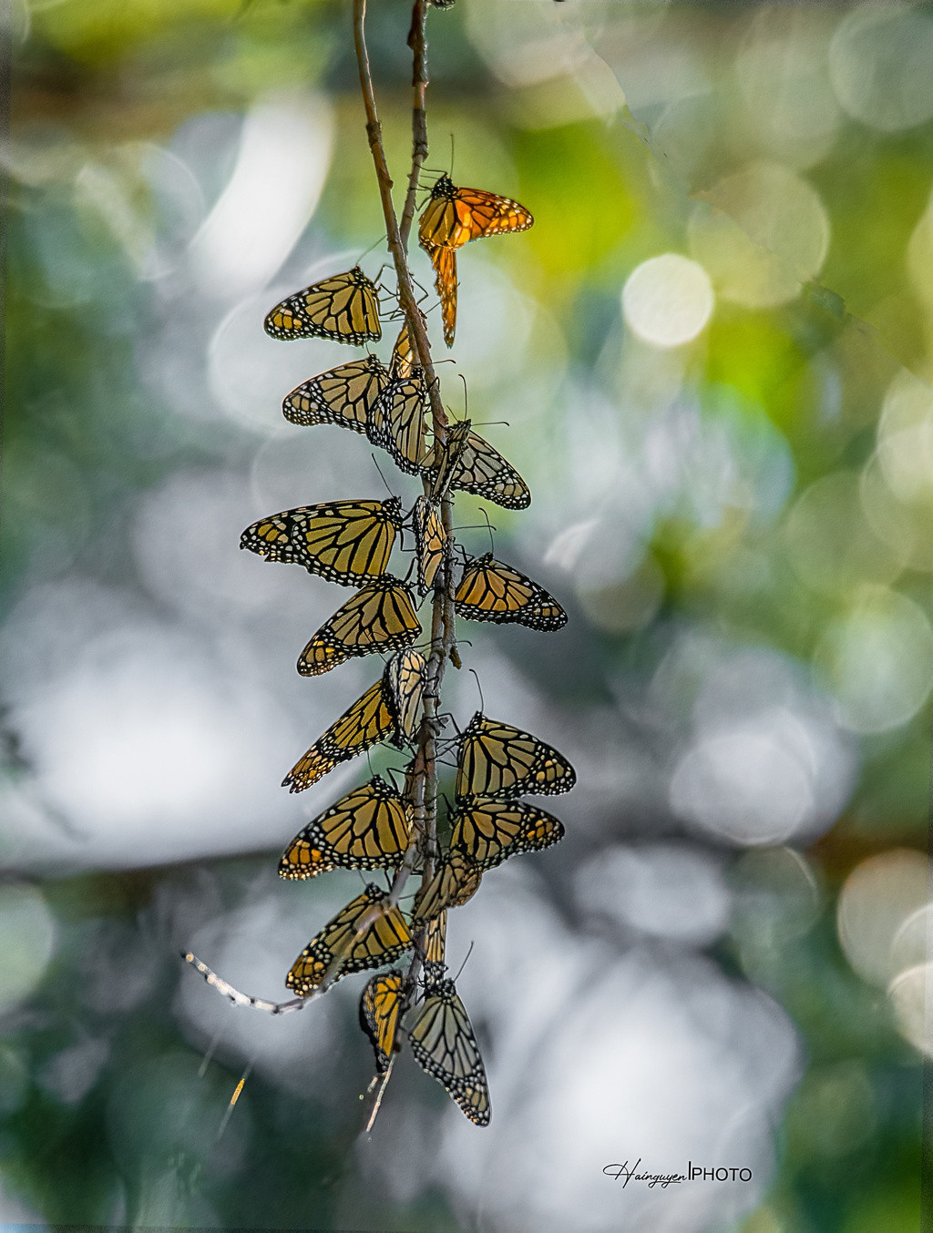 Sự thay đổi rất lớn của loài bướm này để thích nghi với điều kiện thời tiết nhằm bảo tồn nòi giống khiến nhiều nhà khoa học bị thu hút. Những năm gần đây, thảm họa cháy rừng, khô hạn kéo dài, sự phát triển các khu dân cư, cũng như việc sử dụng nhiều loại thuốc diệt cỏ đã ảnh hưởng nghiêm trọng đến môi trường sống của loài bướm chúa khiến số lượng của chúng ngày càng suy giảm. Ảnh: Hai Nguyễn.