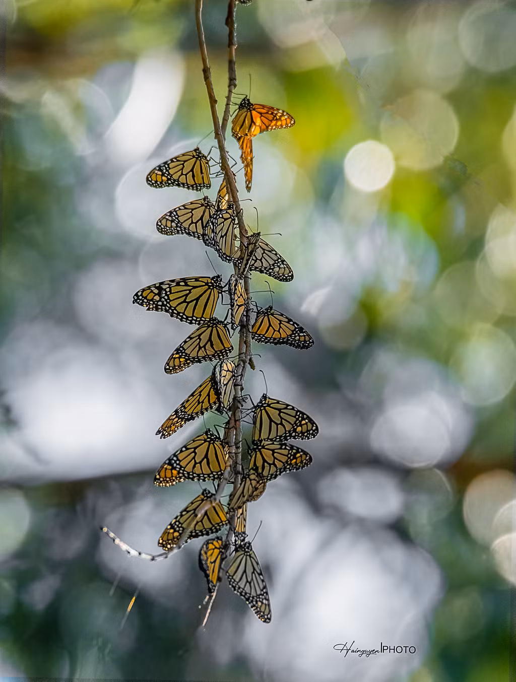 Sự thay đổi rất lớn của loài bướm này để thích nghi với điều kiện thời tiết nhằm bảo tồn nòi giống khiến nhiều nhà khoa học bị thu hút. Những năm gần đây, thảm họa cháy rừng, khô hạn kéo dài, sự phát triển các khu dân cư, cũng như việc sử dụng nhiều loại thuốc diệt cỏ đã ảnh hưởng nghiêm trọng đến môi trường sống của loài bướm chúa khiến số lượng của chúng ngày càng suy giảm. Ảnh: Hai Nguyễn.