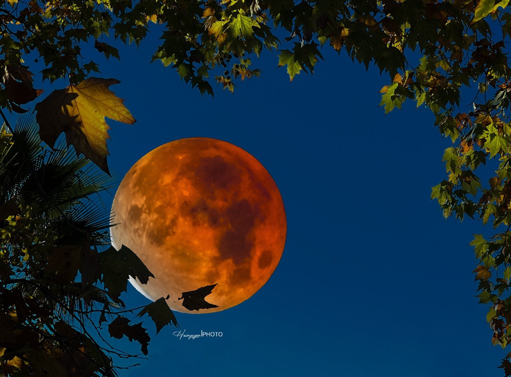 Vào tháng 11, hiện tượng trăng máu lại xuất hiện, đây là nguyệt thực một phần dài nhất thế kỷ với thời gian hơn 3 giờ 28 phút. Ở California, Mặt Trăng bắt đầu bị bóng Trái Đất che từ lúc 23h19, đến 1h03 Mặt Trăng bị che cực đại đến 97% bề mặt (gần như nguyệt thực toàn phần). Sau đó, tỷ lệ bị che khuất giảm dần và chấm dứt lúc 2h47. Để chụp được tấm ảnh, tôi đã chạy xe gần 7 giờ để tìm chỗ trời trong. Ảnh: Hai Nguyễn.