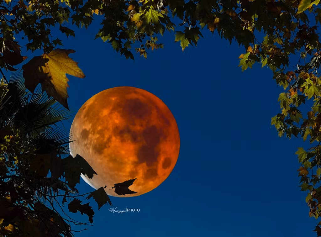 Vào tháng 11, hiện tượng trăng máu lại xuất hiện, đây là nguyệt thực một phần dài nhất thế kỷ với thời gian hơn 3 giờ 28 phút. Ở California, Mặt Trăng bắt đầu bị bóng Trái Đất che từ lúc 23h19, đến 1h03 Mặt Trăng bị che cực đại đến 97% bề mặt (gần như nguyệt thực toàn phần). Sau đó, tỷ lệ bị che khuất giảm dần và chấm dứt lúc 2h47. Để chụp được tấm ảnh, tôi đã chạy xe gần 7 giờ để tìm chỗ trời trong. Ảnh: Hai Nguyễn.