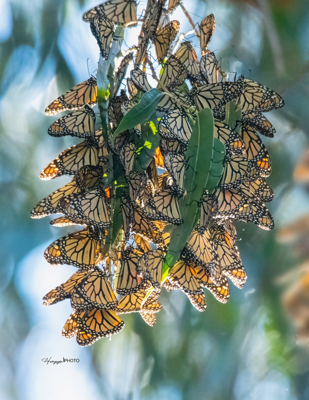 Việc di chuyển lên phía bắc cần đến 4 thế hệ với tuổi thọ ngắn, trong khi di trú tránh đông xuống phía nam chỉ có một thế hệ với tuổi thọ lâu hơn nhiều lần. Ảnh: Hai Nguyễn.