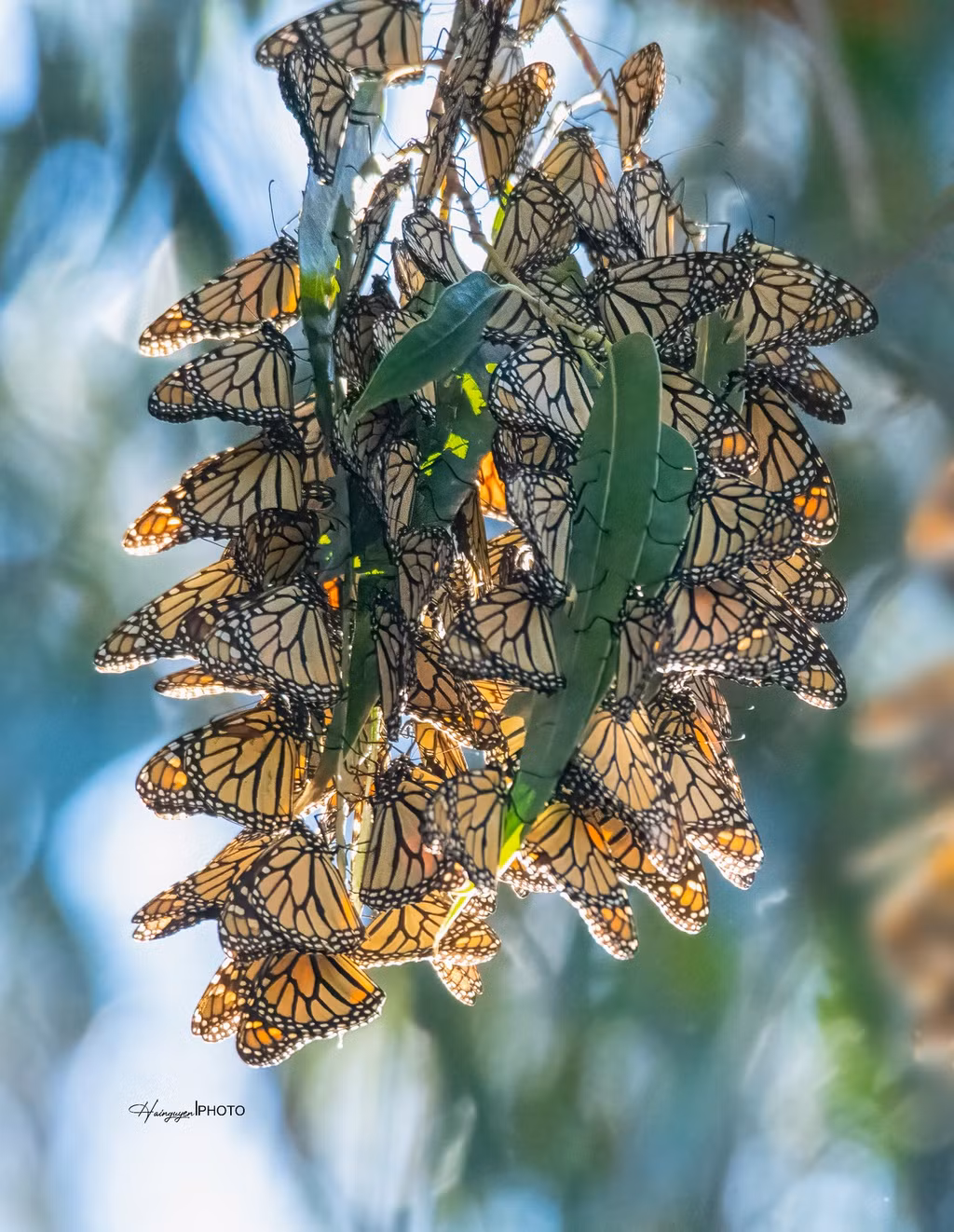 Việc di chuyển lên phía bắc cần đến 4 thế hệ với tuổi thọ ngắn, trong khi di trú tránh đông xuống phía nam chỉ có một thế hệ với tuổi thọ lâu hơn nhiều lần. Ảnh: Hai Nguyễn.