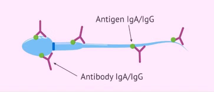 Mac COVID-19 anh huong nhu the nao den chat luong tinh trung?-Hinh-2