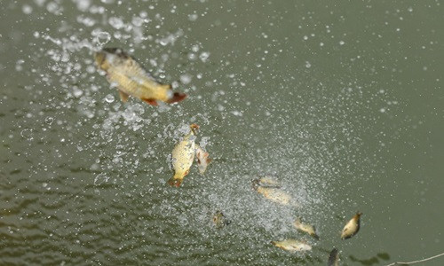 Mua truc thang, dot ca oto cung ong Cong, ong Tao, chuyen gia noi gi?-Hinh-2