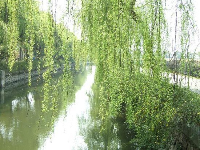 Không gian xanh tràn ngập trong ngôi làng. Hình ảnh chụp một đoàn tàu đi qua một nơi trồng cây được quy hoạch đẹp.