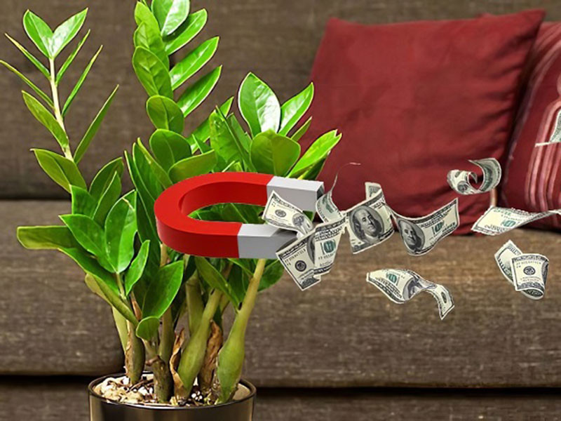 Cay phong thuy hop menh 12 con giap: Chon dung de hut tai loc