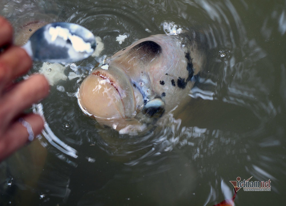 Dut tung thia com cho dan ca an, tiet lo bi mat tu thoi ong truyen lai-Hinh-4