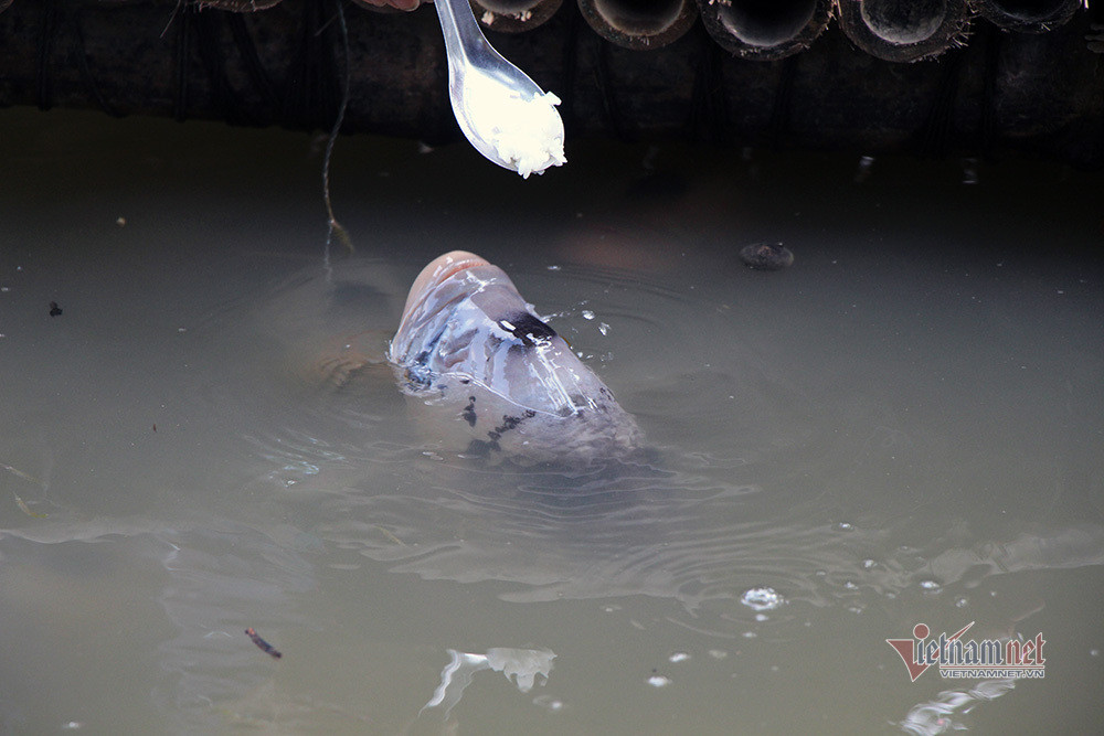 Dut tung thia com cho dan ca an, tiet lo bi mat tu thoi ong truyen lai-Hinh-6