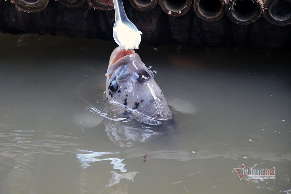 Dut tung thia com cho dan ca an, tiet lo bi mat tu thoi ong truyen lai-Hinh-2