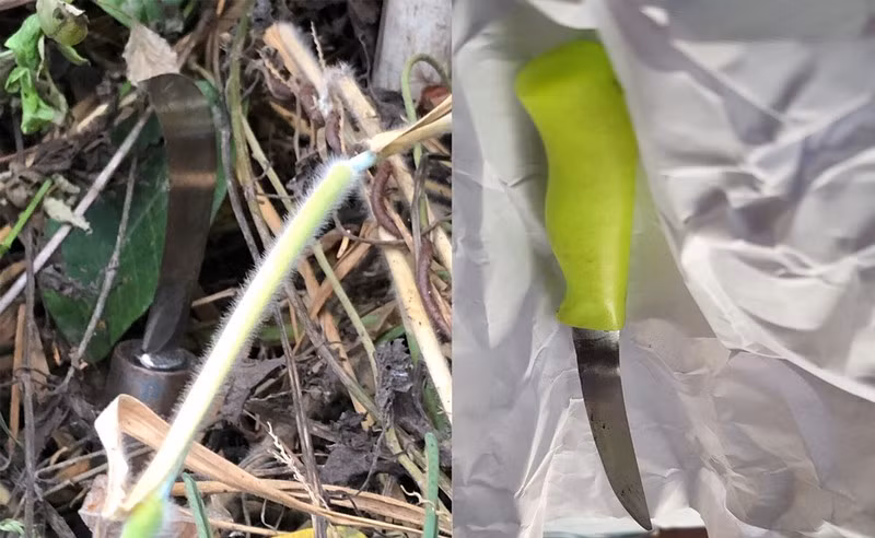 Truy to hung thu vu tham sat da man tai Binh Duong-Hinh-2