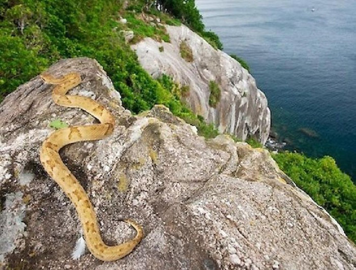 Rắn hổ lục đầu vàng chiếm đa số trên đảo, có nọc độc gấp 5 lần họ hàng của chúng ở đất liền. Nhát cắn của chúng có thể giết chết người trưởng thành trong vòng một giờ với nhiều triệu chứng đau đớn.