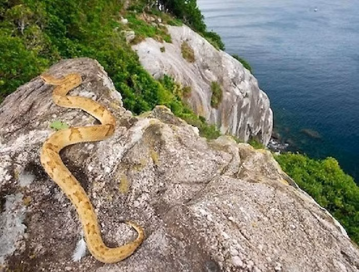 Rắn hổ lục đầu vàng chiếm đa số trên đảo, có nọc độc gấp 5 lần họ hàng của chúng ở đất liền. Nhát cắn của chúng có thể giết chết người trưởng thành trong vòng một giờ với nhiều triệu chứng đau đớn.