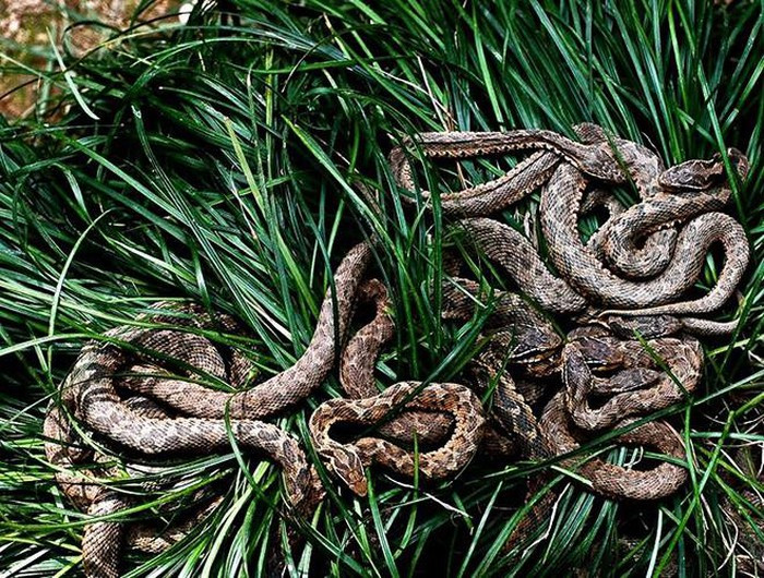 Nhà chức trách không cho phép người dân lai vãng tới đảo, trừ một số ít nhà khoa học được cấp phép tới đây mỗi năm.