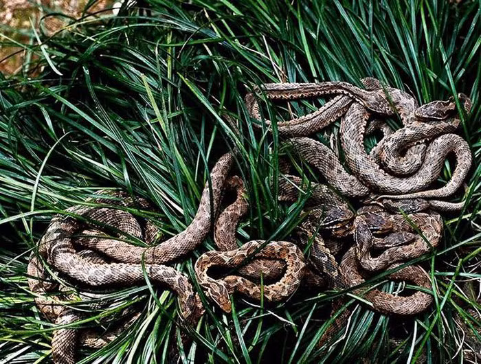 Nhà chức trách không cho phép người dân lai vãng tới đảo, trừ một số ít nhà khoa học được cấp phép tới đây mỗi năm.