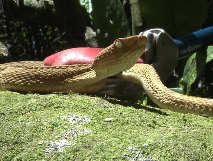Nằm ở ngoài khơi vùng ven biển đông nam Brazil, gần thành phố Sao Paulo, đảo rắn Ilha da Queimada Grande nổi tiếng với hàng nghìn con rắn hổ trườn trên cành cây, có nọc độc cực kỳ kinh khủng.