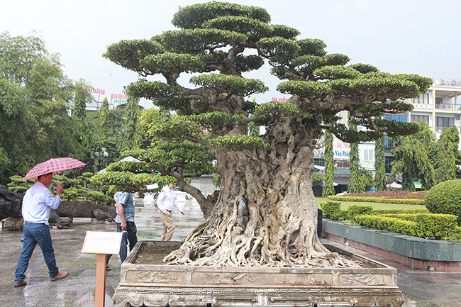 Ông Mai Văn Tám (Thường Tín, Hà Nội), chủ nhân của tác phẩm cho biết, đây là phần gốc của cây.