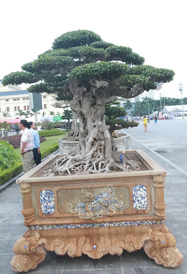 Giá trị nhất của “Tiên lão giáng trần” nằm ở phần thân kỳ quái của cây.