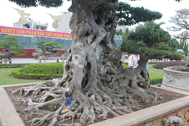 Phần gốc cây có một cây nhỏ như cháu chắt vui đùa bên ông bà.