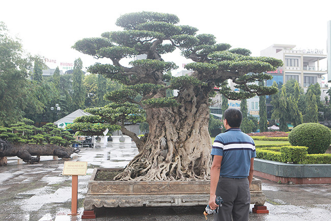Theo ông Tám, hơn 10 năm trước, ông cùng vài người bạn mua cây sanh này ở xã Chính Tâm (Kim Sơn, Ninh Bình). Nhận thấy cây quá cao nên họ bàn nhau cắt ra để làm một cây mới. Sau khi cắt, phần ngọn cây để ông Mười tạo tác, còn phần gốc được trao cho ông Tám.