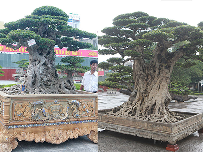 Xuất hiện tại Festival cây cảnh tỉnh Thanh Hóa 2019, hai cây sanh cổ được cắt ra từ một cây đã gây tò mò xen lẫn ngạc nhiên với du khách bởi giá trị lên đến nhiều tỷ đồng.