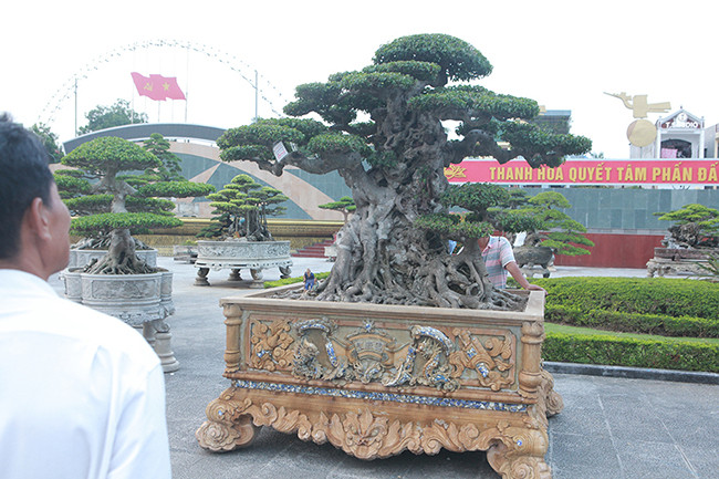 Trao đổi với PV, một đại gia chuyên chơi cây cảnh khác là Phan Văn Toàn (biệt danh Toàn Đô-la, ngụ TP. Việt Trì, Phú Thọ), cho biết: "Đây là một trong 20 cây sanh đẹp nhất Việt Nam, giá 16 tỷ hoàn toàn xứng đáng. Nếu cây này là gốc chủ thì chắc chắn giá sẽ cao hơn 16 tỷ rất nhiều".