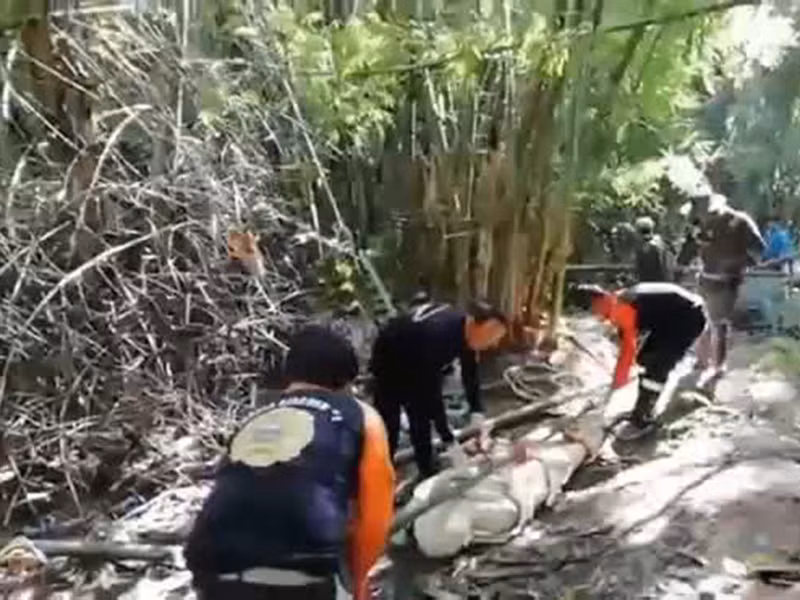 Ong bắp cày đốt chết hướng dẫn viên, vây lấy thi thể suốt 4 ngày Ong bap cay dot chet huong dan vien, vay lay thi the suot 4 ngay