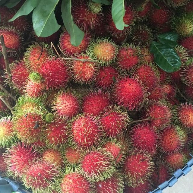 Một công dụng tuyệt vời khác của quả chôm chôm chính là giúp cơ thể kiểm soát các cơn chóng mặt và mệt mỏi do thiếu máu. Ảnh lozi.