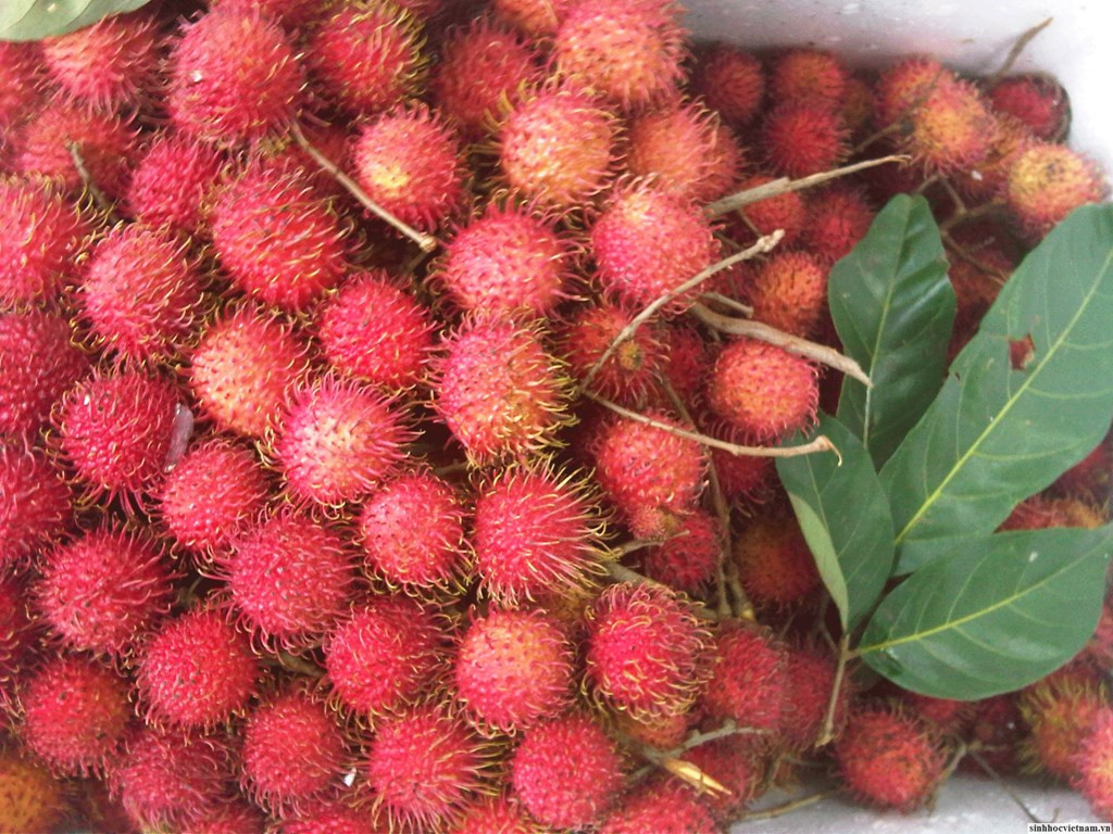 Chôm chôm còn giúp hỗ trợ sức khỏe phụ nữ trong thời kỳ mang thai do có vị ngọt tự nhiên, giúp cải thiện tình trạng choáng váng hoặc buồn nôn ở bà bầu. Ảnh sinhhocvietnam.