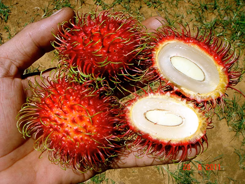 Một trong những lợi ích của chôm chôm đối với sức khỏe chính là khả năng thải độc thận do chứa hàm lượng phốt pho dồi dào. Ảnh hstatic.