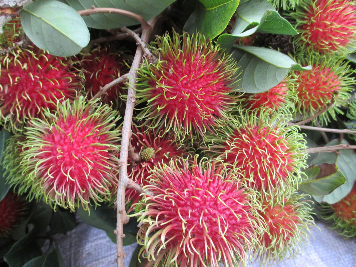 Với hàm lượng chất xơ cao, đồng thời lại chứa ít calo nên chôm chôm còn là loại trái cây rất thích hợp với những người ăn kiêng và đang muốn giảm cân. Ảnh blogspot.