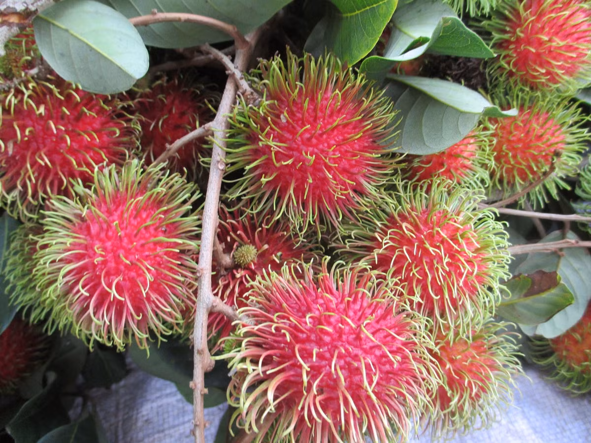 Với hàm lượng chất xơ cao, đồng thời lại chứa ít calo nên chôm chôm còn là loại trái cây rất thích hợp với những người ăn kiêng và đang muốn giảm cân. Ảnh blogspot.