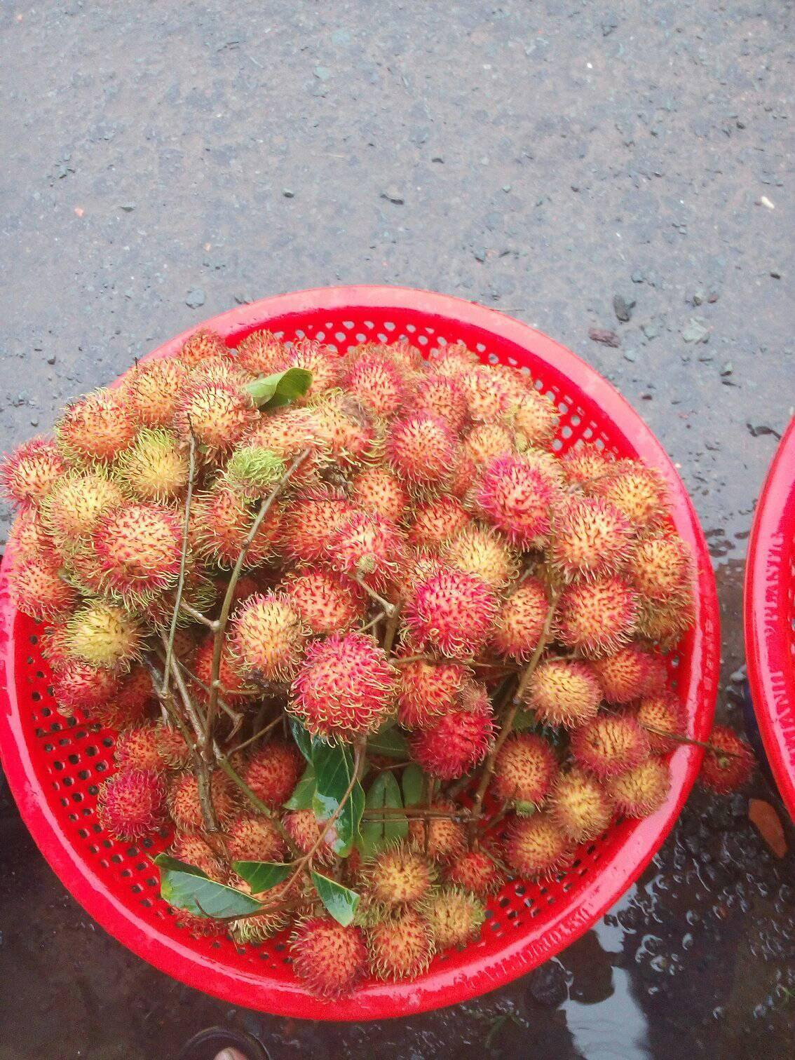 Hàm lượng lớn canxi và photpho có trong quả chôm chôm cũng giúp loại quả này đứng trong nhóm những loại quả có khả năng tăng cường sức khỏe cho xương. Ảnh traicaysach71.