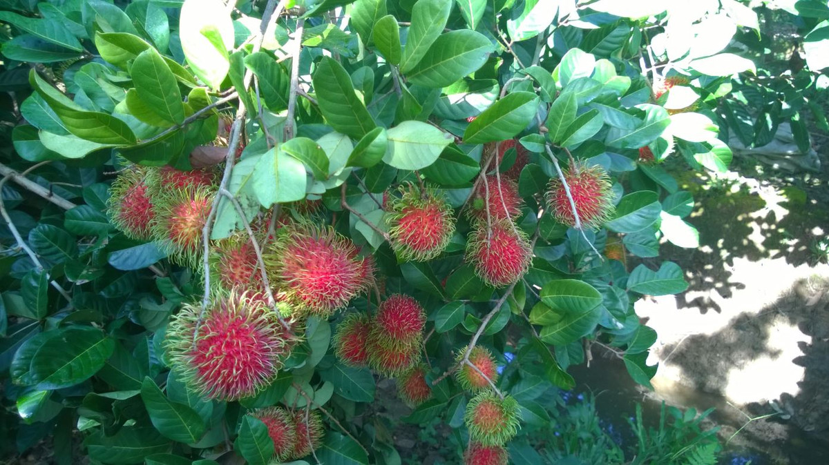 Lý do là vì chôm chôm chứa chất đồng và sắt. Đây là hai khoáng chất rất cần thiết cho cơ thể, giúp kích thích sản sinh các tế bào hồng cầu và bạch cầu. Ảnh blogspot.