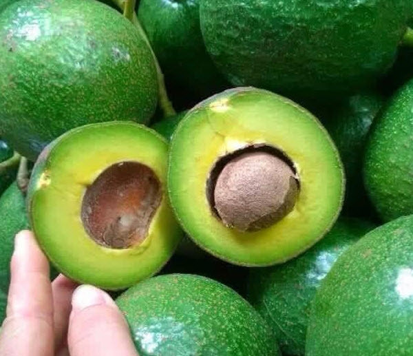 Bơ làm tăng mức độ chuyển hóa mỡ thành năng lượng, từ đó cải thiện sự trao đổi chất của bạn và thúc đẩy giảm cân. Ảnh boboothdalat.