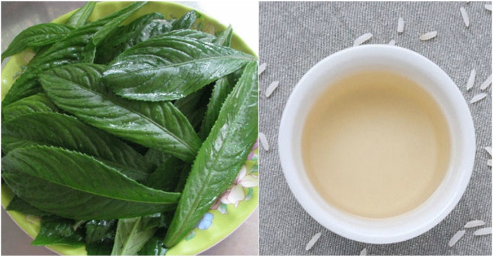 Ngoài ra, lá xương sông giúp tăng cường khả năng tình dục bằng cách băm nhỏ kết hợp với thịt con trai và thịt lợn rồi đem nướng ăn. Ảnh anlanh.