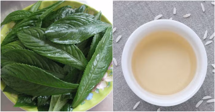 Ngoài ra, lá xương sông giúp tăng cường khả năng tình dục bằng cách băm nhỏ kết hợp với thịt con trai và thịt lợn rồi đem nướng ăn. Ảnh anlanh.