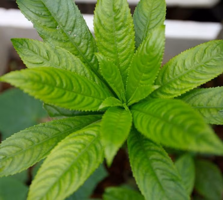  Lá xương sông được xem là “thần dược” giúp điều trị ho và viêm phế quản ở trẻ nhỏ rất hiệu quả. Ảnh giadinh.