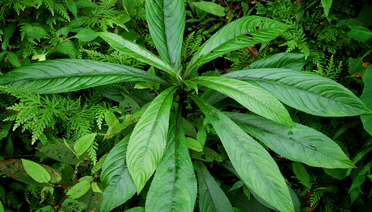 Người bị bệnh thấp khớp có thể rang nóng hoặc hấp nóng lá xương sông, sau đó chườm vào vị trí bị đau nhức sẽ có tác dụng rất tốt. Ảnh ydvn.