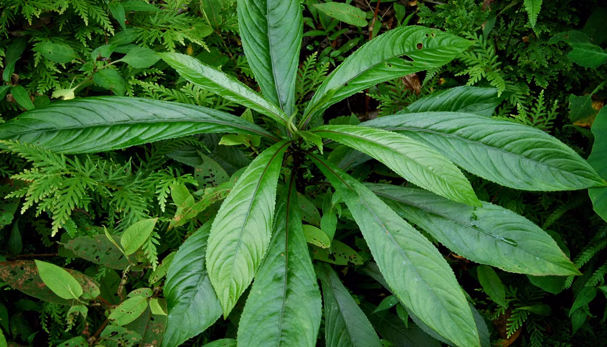 Người bị bệnh thấp khớp có thể rang nóng hoặc hấp nóng lá xương sông, sau đó chườm vào vị trí bị đau nhức sẽ có tác dụng rất tốt. Ảnh ydvn.