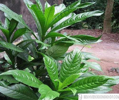 Lá xương sông còn có tác dụng điều trị bệnh thấp khớp. Ảnh benhviemxuongkhop.