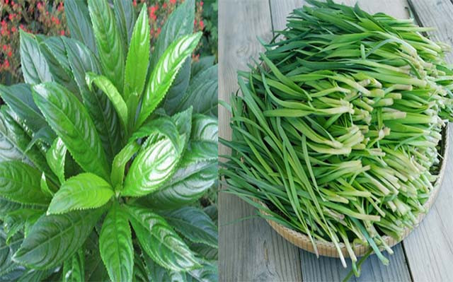 Theo nghiên cứu, lá xương sông chứa lượng tinh dầu giúp tăng cường tuần hoàn, chống co thắt cơ trơn, chống dị ứng. Ảnh chuyenkhoataimuihong.