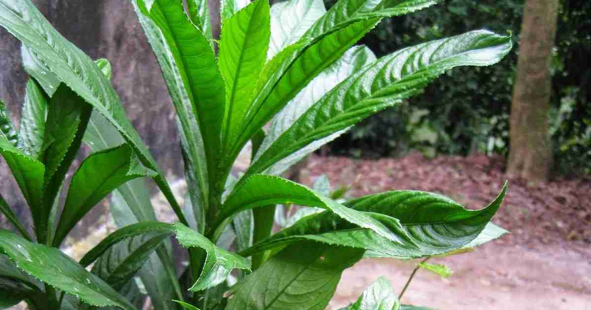 Bạn chỉ cần thái nhỏ 2-3 lá xương sông bánh tẻ và hấp với 5 thìa mật ong, chắt nước uống nhiều lần trong ngày sẽ thấy triệu chứng ho có đờm, nôn trớ ở trẻ được cải thiện rõ rệt. Ảnh caythuoc.